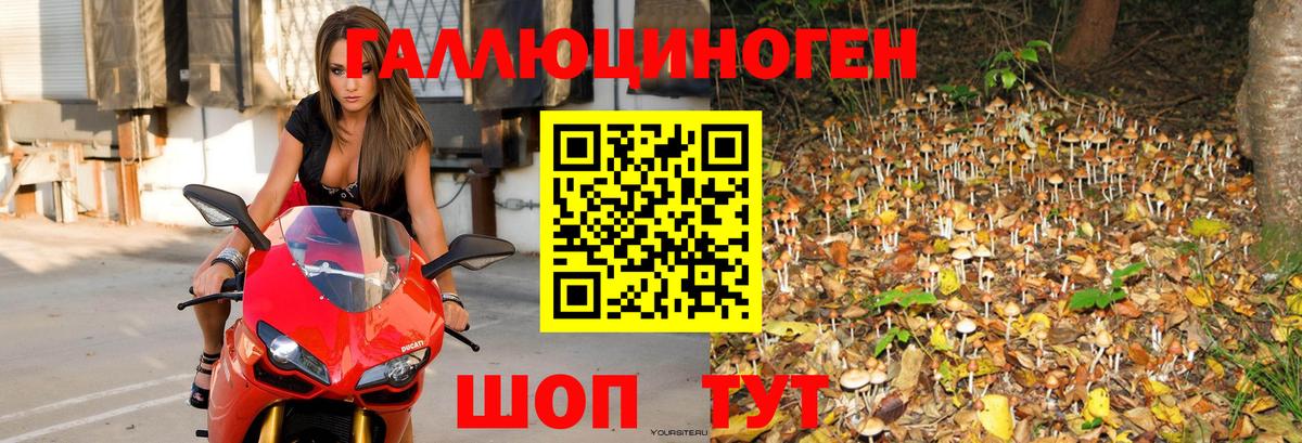 Псилоцибиновые грибы Psilocybe  Вход с VPN  закладка  Димитровград 
